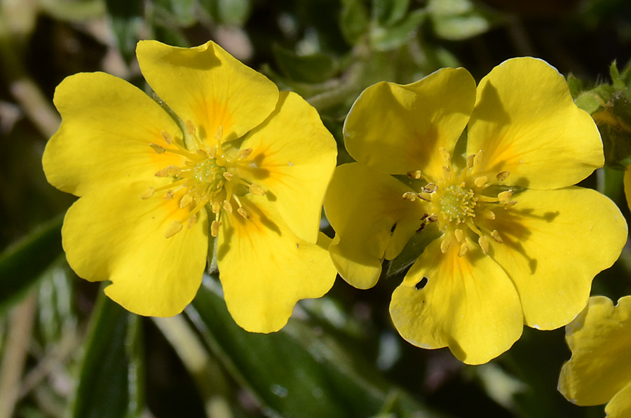 Potentilla aurea / Cinquefoglia fior d''oro
